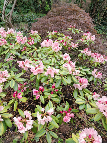 jardin/jardin_01.jpg