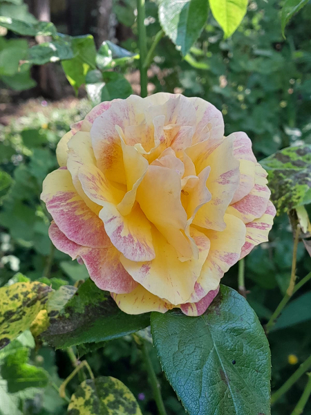 jardin/jardin_06.jpg
