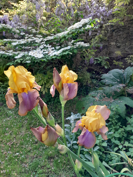 jardin/jardin_07.jpg